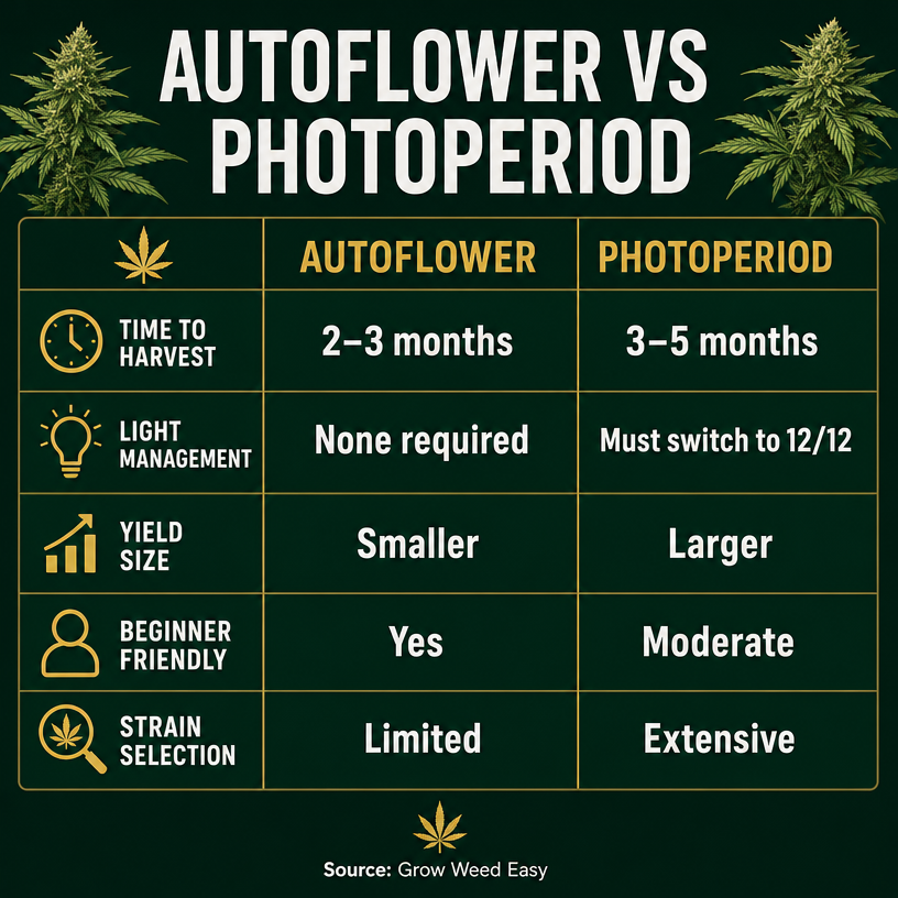 Infographic 2