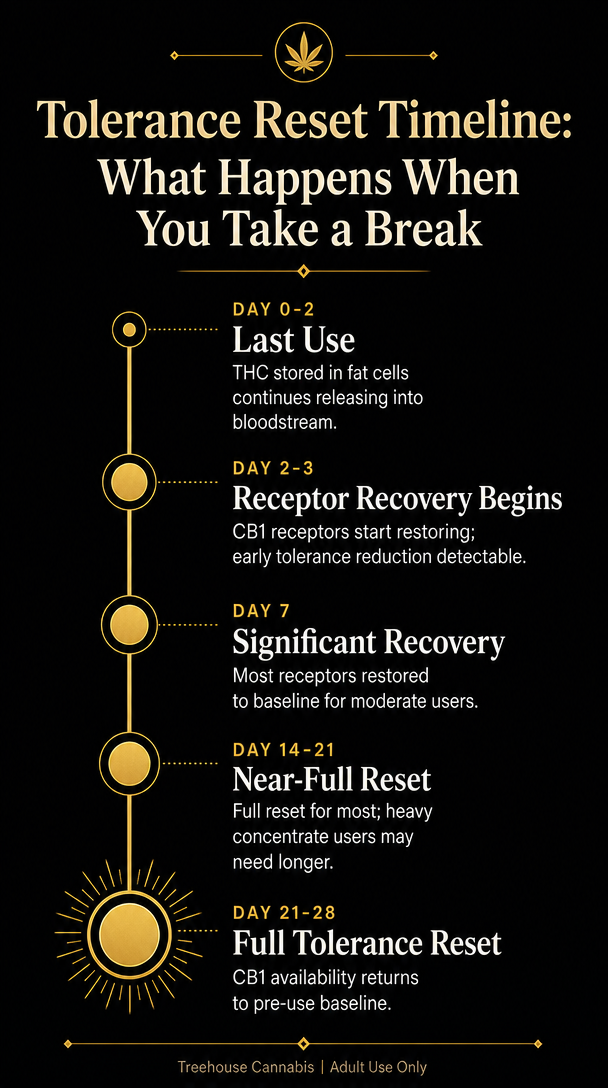Tolerance Reset Timeline: What Happens When You Take a Break