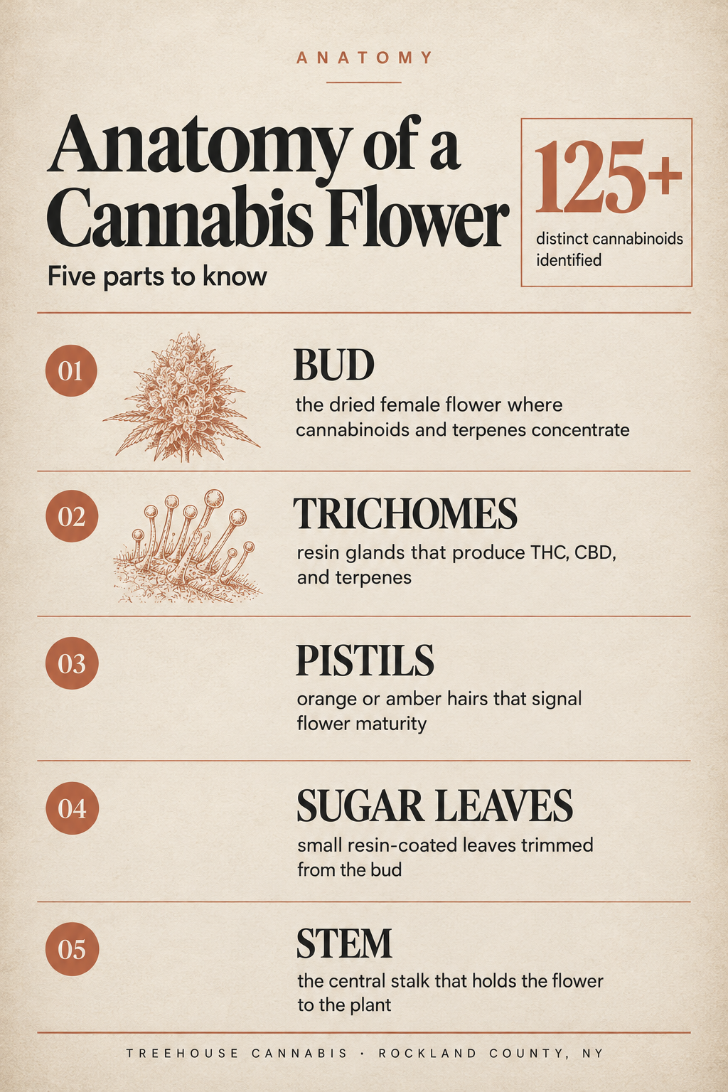Infographic 1