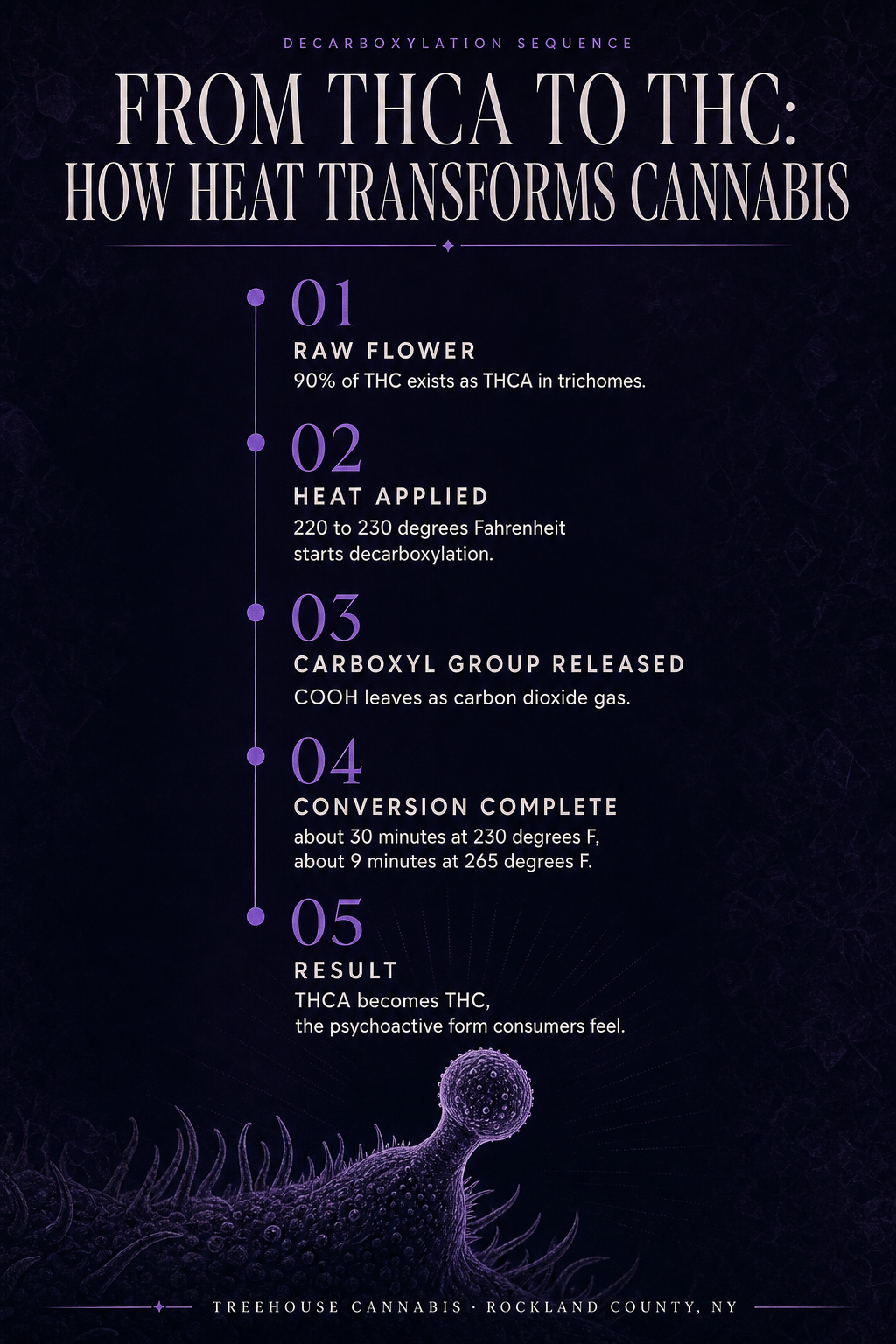 Infographic 1